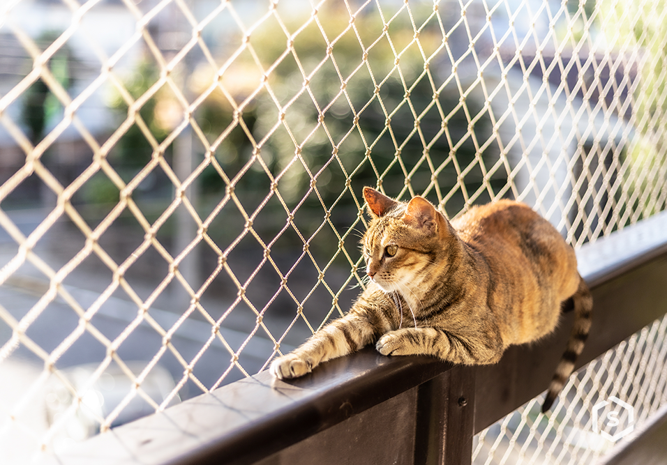 Serviço de Telas de Proteção Ribeirão Preto em Ribeirão Preto